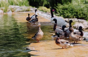 plein de canards