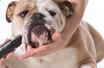 un bulldog se fait tondre de près