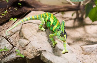 un caméléon sur un rocher