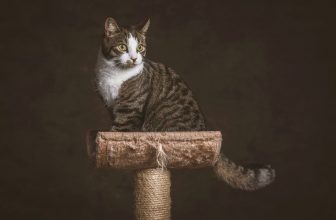 un chat assis en haut d'un arbre à chats