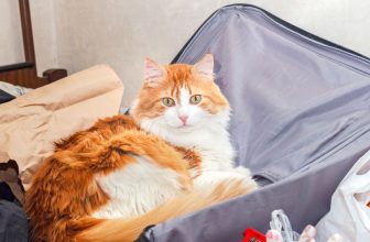 un chat dans une valise