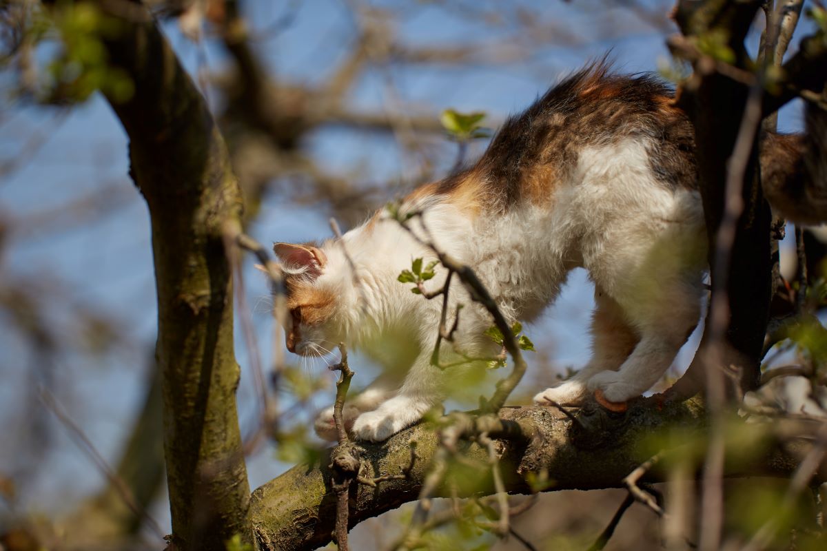 un chat dans un arbre