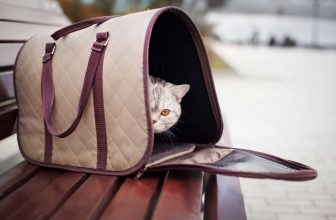 un chat dans un sac