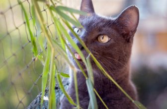 un chat derrière une plante