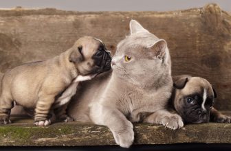 un chat et deux pugs