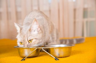un chat qui mange dans sa gamelle