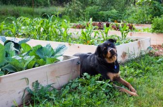 un chien allongé dans un jardin de légumes