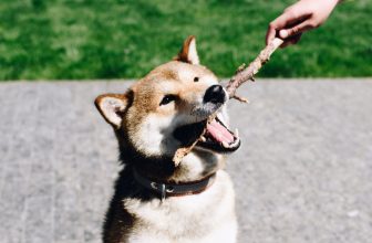un chien avec un baton dans la gueule