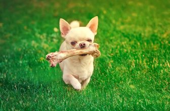 un chien avec un os dans la bouche