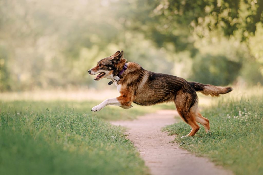 COLLIER GPS DOGMAX LOCALIZ. Le collier GPS idéal pour les chiens