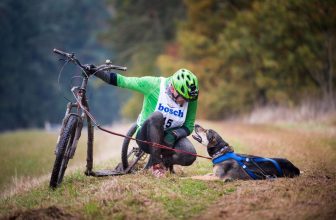 un chien couché près de son maitre