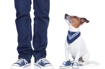 un chien porte les même chaussures que son maître