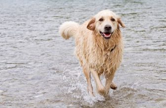un chien qui court dans l'eau
