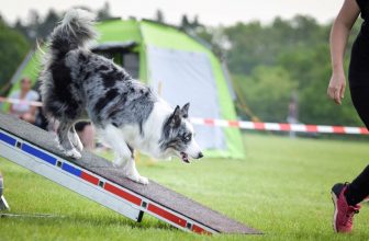 un chien qui passe un concours d'agilité