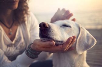 un chien se faisant gentiment caressé la tête