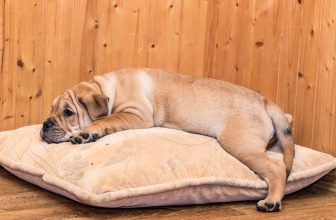un chien sur un coussin