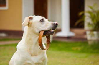 un chien tient son collier dans sa gueule