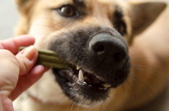 un chien vu de près qui mordille un batonnet pour soins dentaires