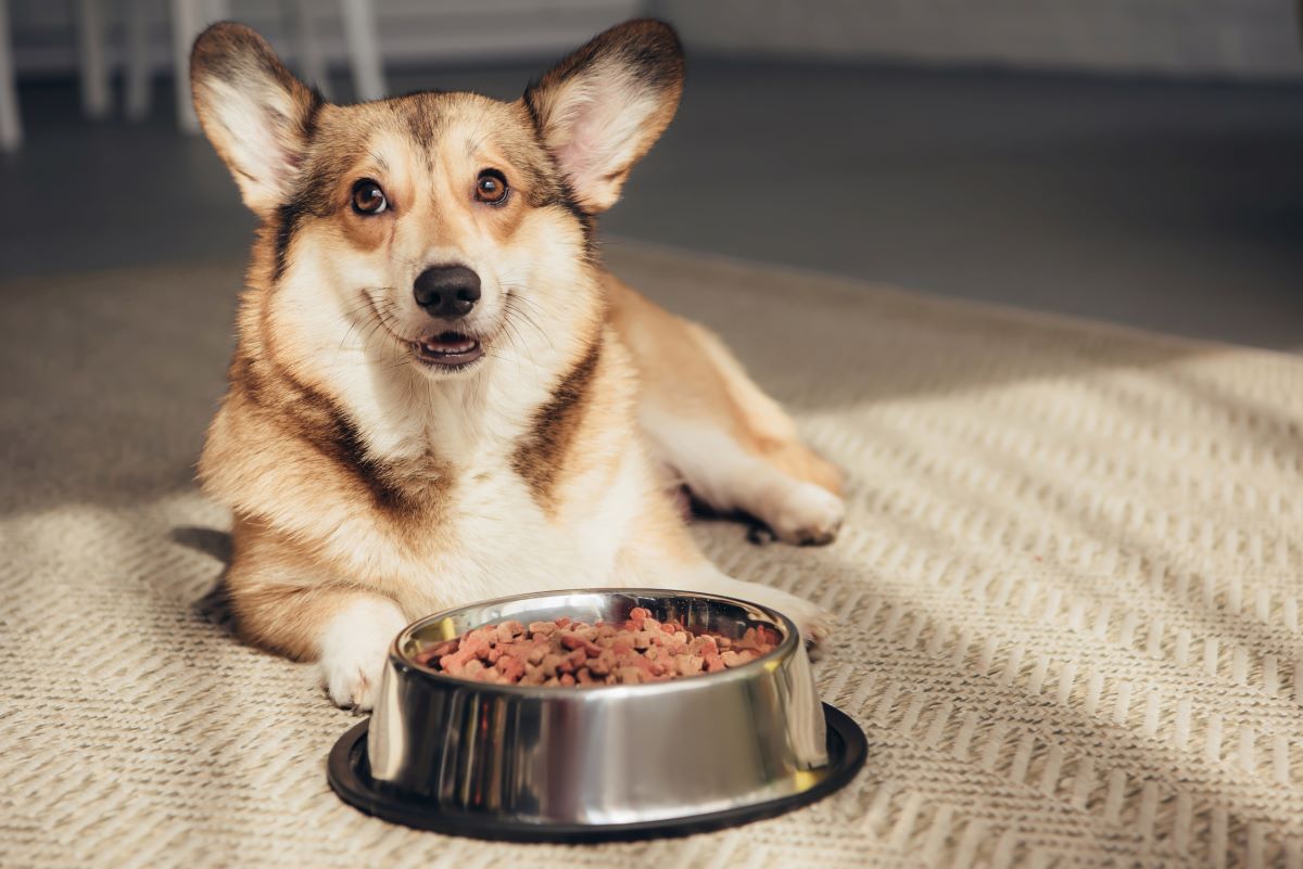 un corgi attend pour manger