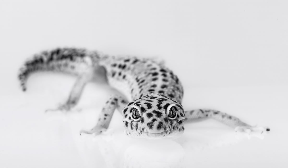 un gécko léopard