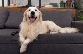 un golden retriever allongé sur le canapé