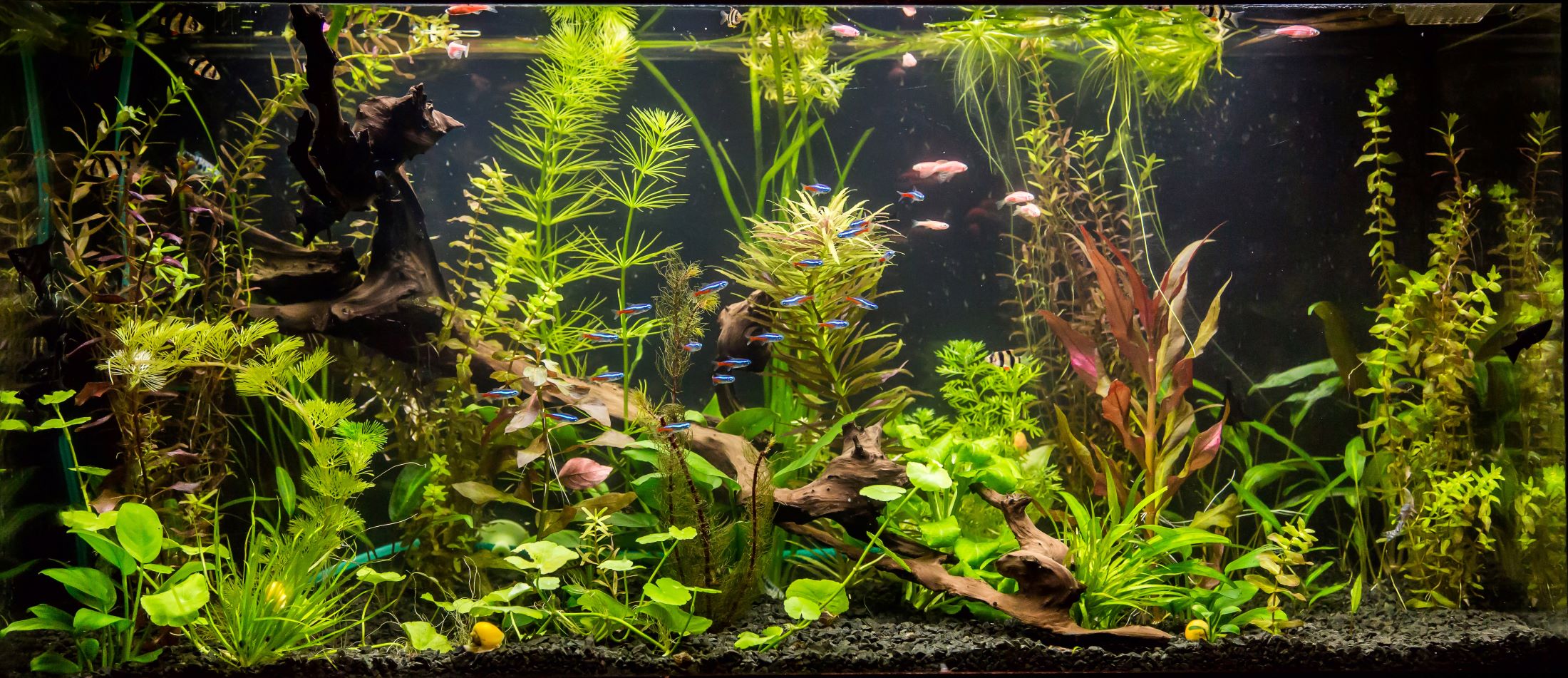 un grand aquarium