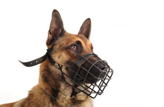un gros chien avec une muselière