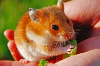 un hamster doré dans le smains de son propriétaire