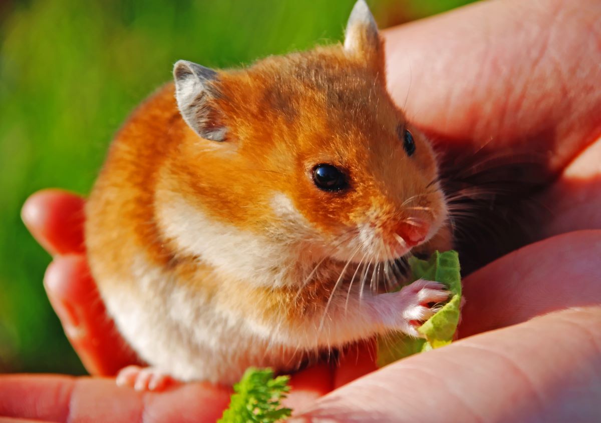 un hamster doré dans le smains de son propriétaire