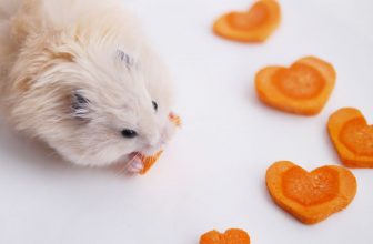un hamster qui mange des morceaux de carotte