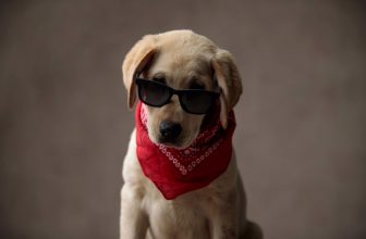 un labrador avec des lunettes de soleil