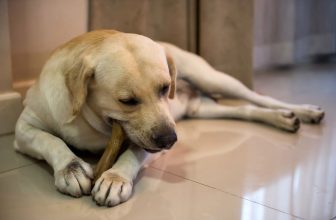 un labrador et son os