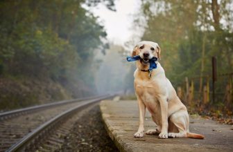 un labrador qui attend sur le bord d'un quai avec sa laisse dans sa gueule