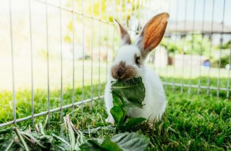 un lapin dans un clapier à l'extérieur