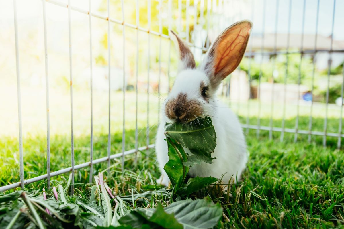 un lapin dans un clapier à l'extérieur