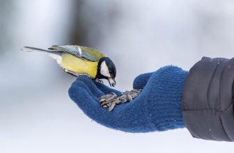 un oiseau qui mange