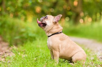 un petit chien assis