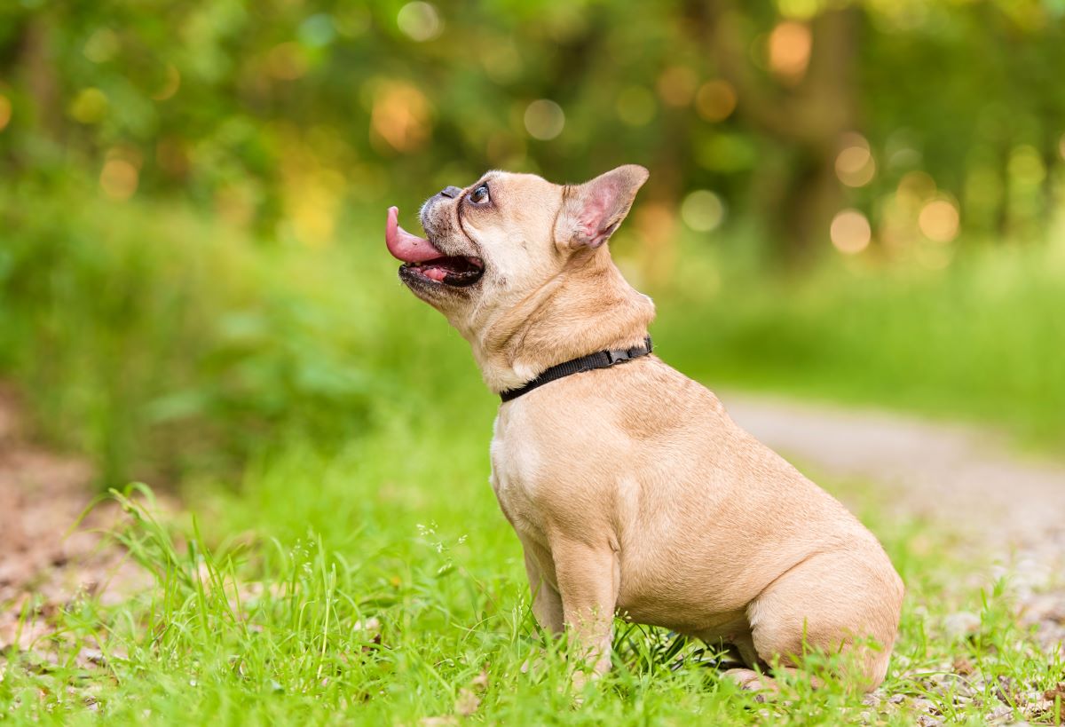 un petit chien assis