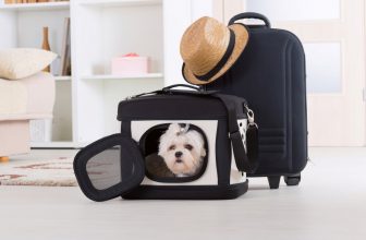 un petit chien attend sagement dans son sac de transport