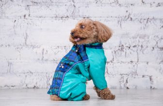 un petit chien avec un manteau