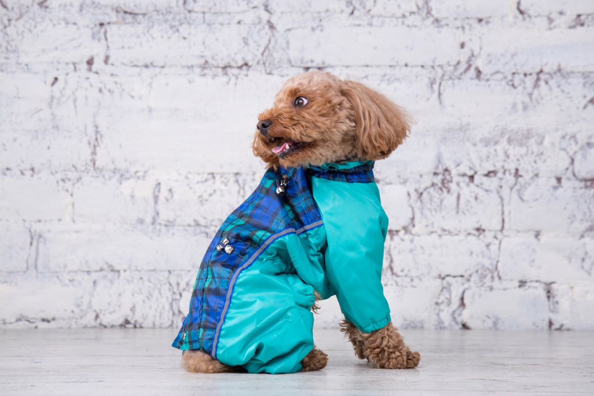 idéal pour l’hiver JoyDaog Manteau en polaire pour chien de petite taille imperméable et chaud 