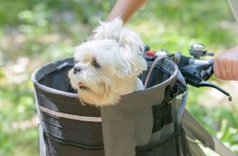 un petit chien dans son panier de vélo