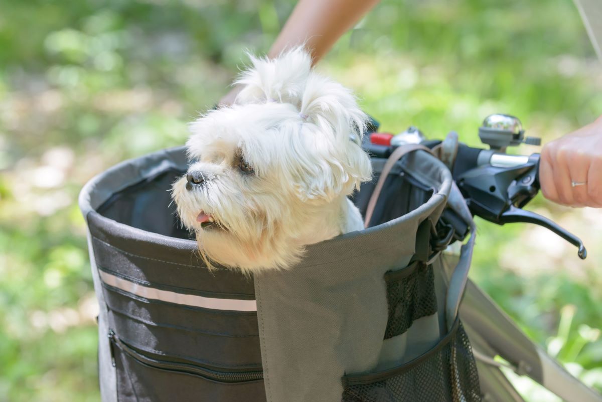 un petit chien dans son panier de vélo