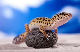 un petit gecko