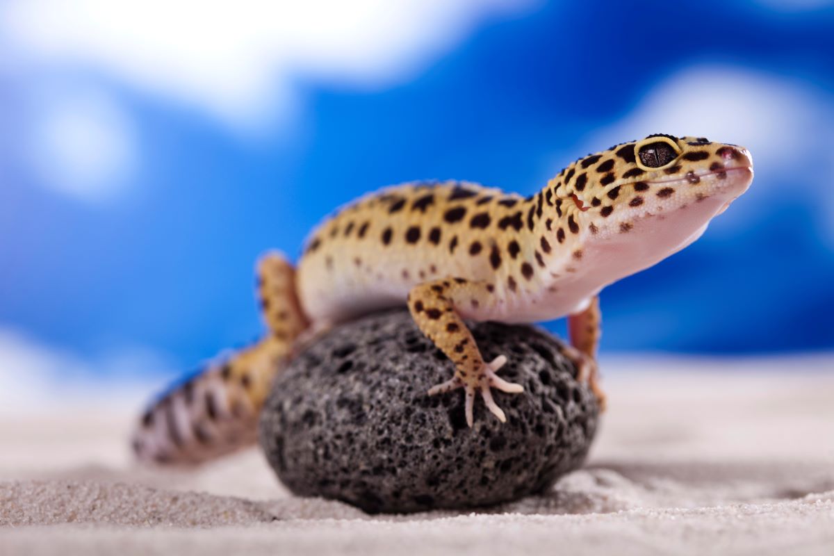 un petit gecko