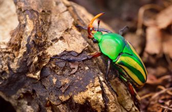 un scarabée sur une branche