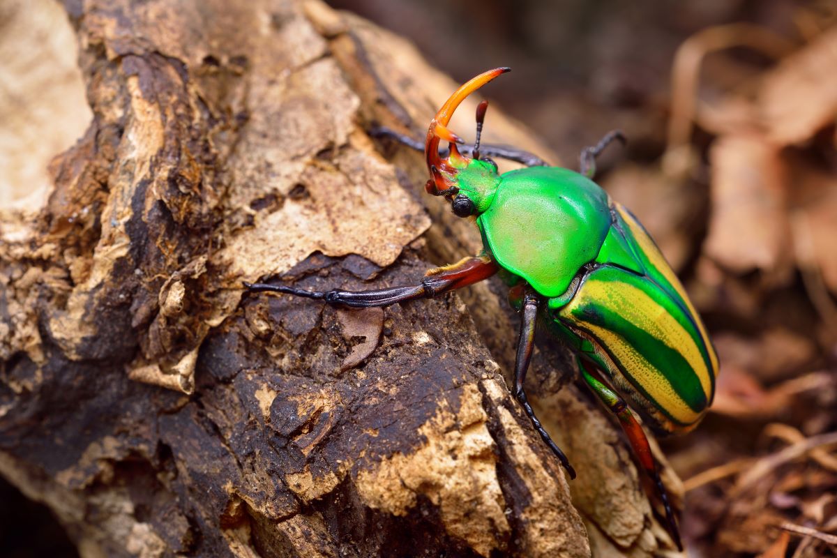 un scarabée sur une branche