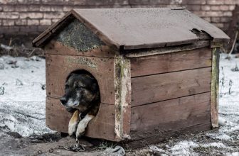 une niche pour chien