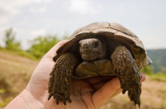une tortue dans les mains de son propriétaire