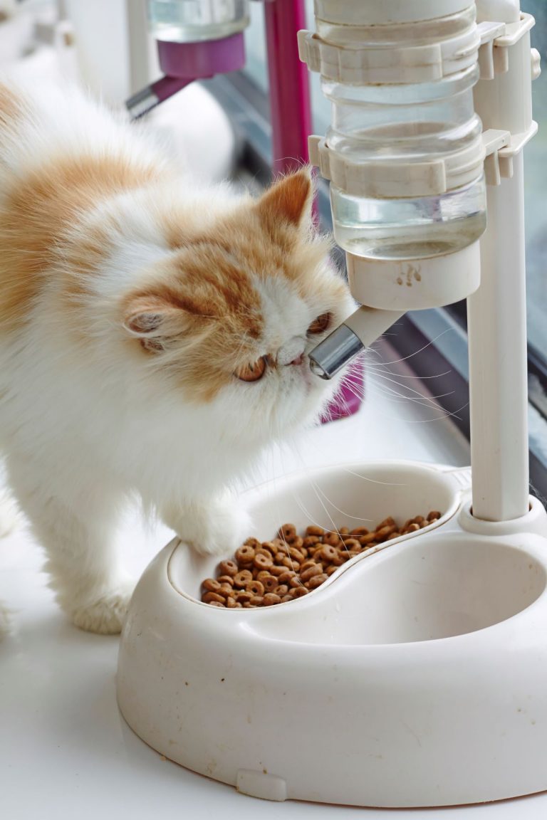 🐈 Distributeur Automatique pour Chats Test & Avis [2021]